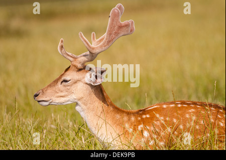 A captive Fallow Deer at Longleat Safari Park in Longleat , Warminster , Wiltshire , England , Britain , Uk Stock Photo