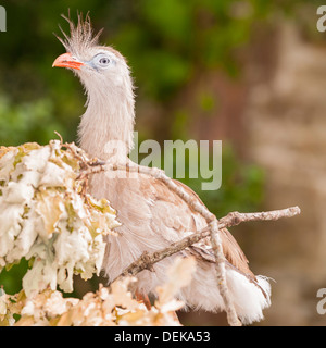 A Red-Legged Seriema (cariama cristata) Stock Photo