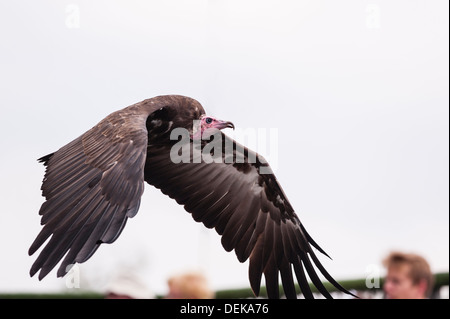 A Hooded Vulture (Necrosyrtes monachus) in flight at Longleat Safari Park in Longleat , Warminster , Wiltshire , England , Uk Stock Photo