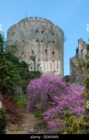 Istanbul, Sariyer, Rumelihisar, im Frühling blühen die Judasbäume Stock Photo