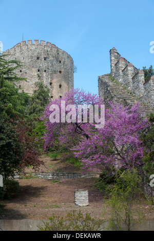 Istanbul, Sariyer, Rumelihisar, im Frühling blühen die Judasbäume Stock Photo