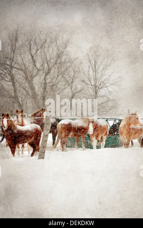 Horses grazing in snowy field Stock Photo