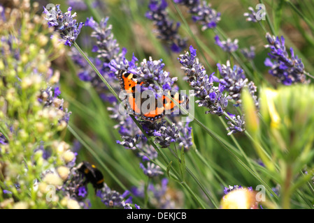 Tortoiseshell taking nectar from lavender plant Stock Photo