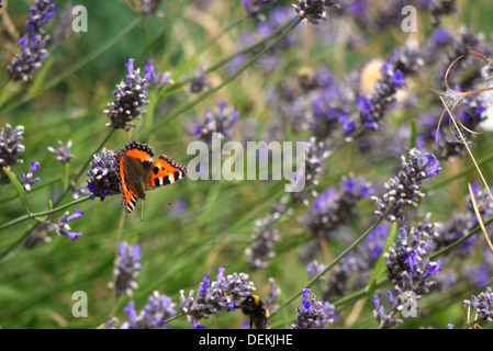 Tortoiseshell taking nectar from lavender plant Stock Photo
