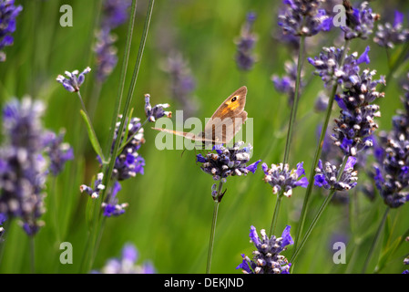 Gatekeeper butterfly resting on Lavendar Stock Photo