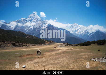 A mule grazes on the runway of Syangboche Airport,highest altitude airstrip in Nepal Stock Photo