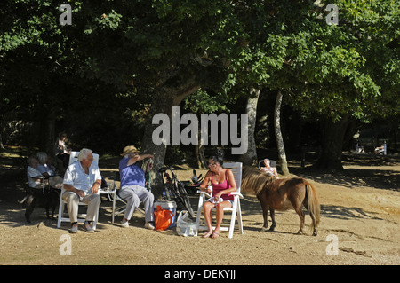 New Forest Ponies and The Highland Water Stream near Brockenhurst Hampshire England Stock Photo