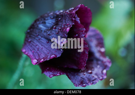 Black Poppy covered in rain drops Stock Photo
