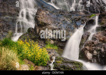 Todtnauer Waterfalls with yellow flowers, Black Forest, Germany Stock Photo