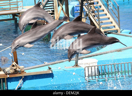 Four bottlenose dolphins performing at the Oceanografic Aquarium Marine Park in Valencia, Spain, synchronous jumping Stock Photo