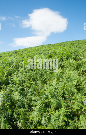 Cumulus cloud in blue sky over expanse of green bracken fronds Stock Photo