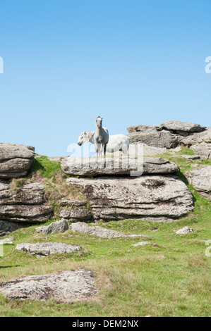 Two ponies on rock outcrops of Ugborough Beacon, Dartmoor Stock Photo