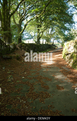 Country lane between moss covered stone walls and with overhanging beech trees Stock Photo