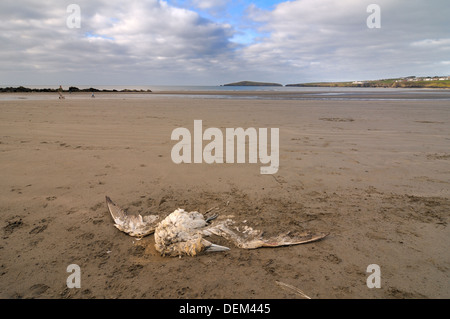 Dead Gannet washed up on Poppit Sands beach St Dogmaels Stock Photo