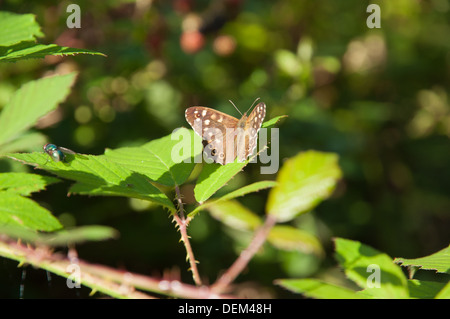 Speckled Wood butterfly on bramble leaf Stock Photo