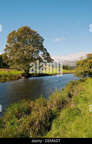 Looking across River Brathay to the Langdale Pikes Near Elterwater in summer Cumbria England UK United Kingdom GB Great Britain Stock Photo