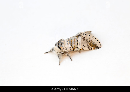 Poplar Kitten Moth; Furcula bifida; UK Stock Photo