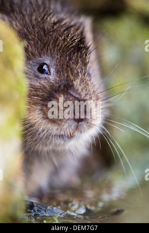 Water Vole; Arvicola terrestris; UK Stock Photo