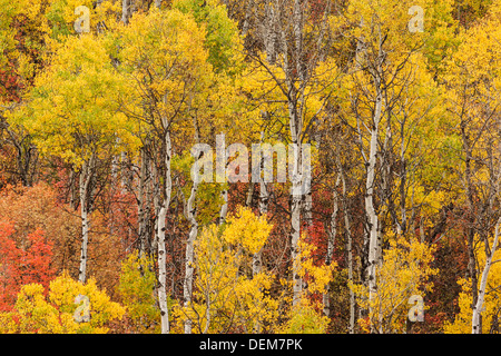 Aspen trees in autumn colours, Yellowstone National Park, UNESCO Stock ...