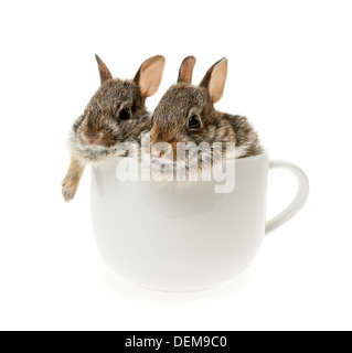 Two baby wild cottontail rabbits in coffee mug isolated on white background Stock Photo