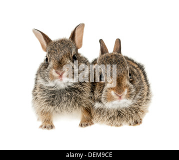 Portrait of two baby wild cottontail rabbits isolated on white background Stock Photo