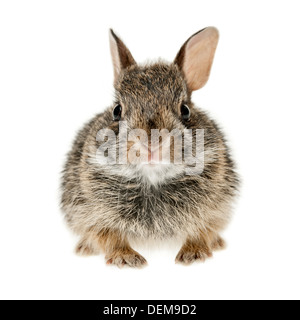 Portrait of baby cottontail bunny rabbit isolated on white background Stock Photo