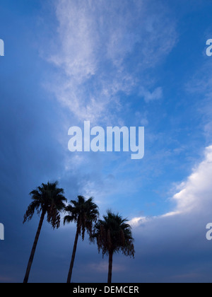 Three palm trees silhouetted against a blue sky Stock Photo