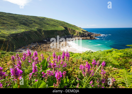 Cornish coastal scenery at Porthmeor Cove near Zennor, UK, with Purple loosestrife (Lythrum salicaria) Stock Photo