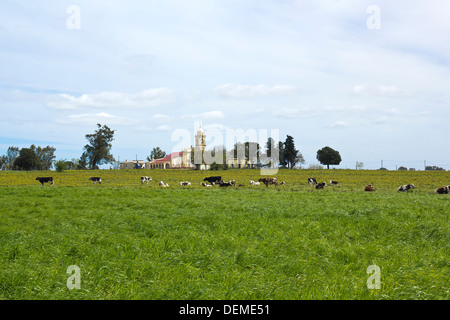 Herd of cows resting in latin american pampas. Is its main industry. Stock Photo