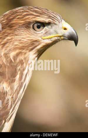 Head and shoulders of Buzzard Stock Photo