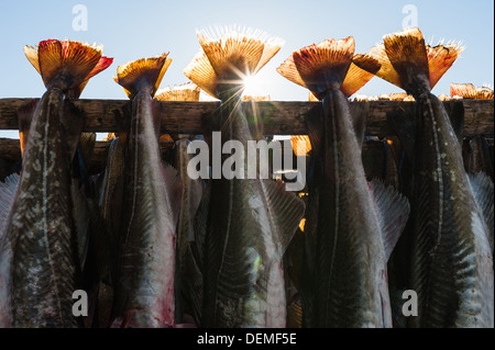 Sun shining through fish hanging up to dry, Norway. Stock Photo