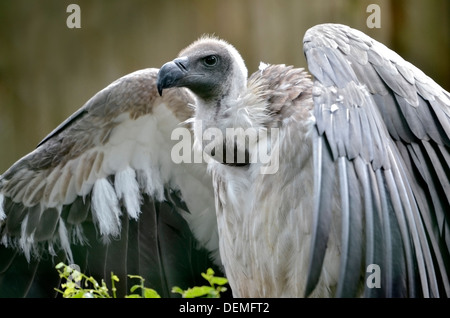 Closeup white-backed vulture (Gyps africanus) with open wings Stock Photo