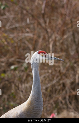 Lesser Sandhill Crane (Grus canadensis canadensis) British Columbia Canada Stock Photo