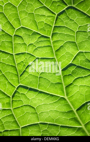 Macro photo background with green leaf surface texture Stock Photo