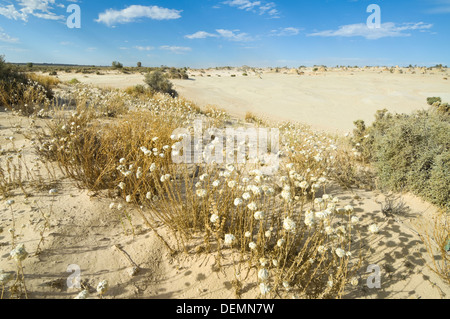 Desert Bloom, Mungo National Park, New South Wales, Australia