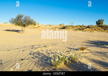 Desert Bloom, Mungo National Park, New South Wales, Australia