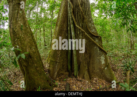 Cedro rainforest timber tree Cedrela odorata (sometimes split into Cedrela fissilis) Manu National Park, Peru Stock Photo