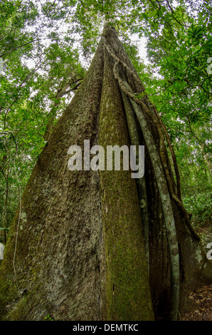 Cedro rainforest timber tree Cedrela odorata (sometimes split into Cedrela fissilis) Manu National Park, Peru Stock Photo