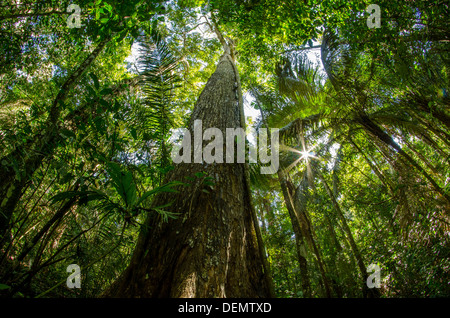 Honduran Or Big-leaf Mahogany (Swietenia Macrophylla), Rainforest ...