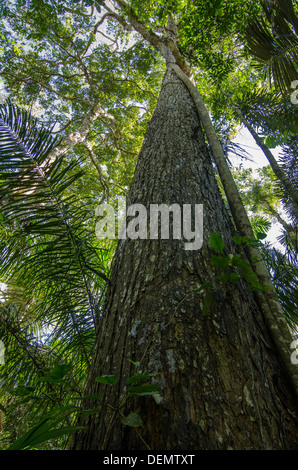 Big-leaf Mahogany (Swietenia macrophylla) · iNaturalist