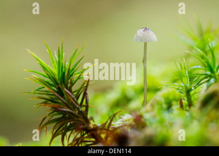 Wild mushroom growing in green mosses. Stock Photo