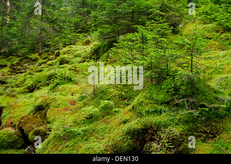 Fir tree forest full of green moss in Apuseni Mountains-Romania Stock Photo