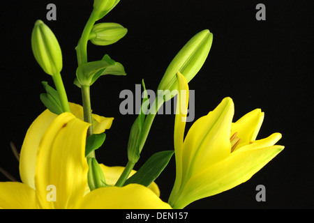 Yellow Lily flower on a black background Stock Photo