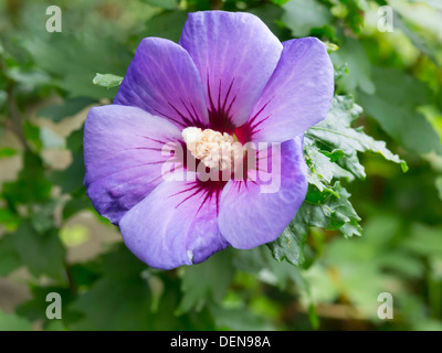 Hibiscus syriacus 'Blue Bird - Blue Bird Rose of Sharon flower Stock Photo