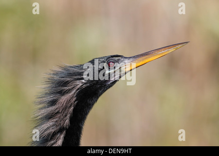 anhinga (Anhinga anhinga), adult in close-up showing head and neck, Everglades, Florida, USA Stock Photo