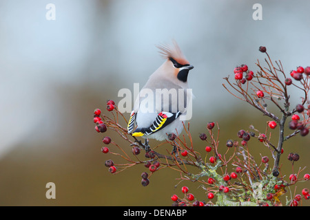 Bohemian waxwing (Bombycilla garrulus) adult feeding on red berries in winter, Norfolk, England, United Kingdom, Europe Stock Photo