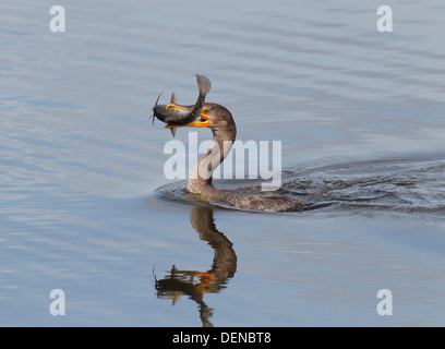 double-crested cormorant (Phalacrocorax auritus) swimming with fish in its beak, with reflection, Florida, USA Stock Photo