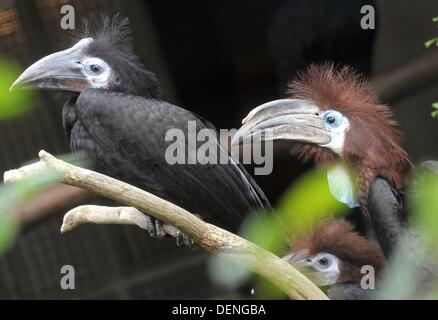 A three months old male Black-casqued Wattled Hornbill (Ceratogymna atrata) (L) sits next to the mother (R) in the bird park Walsrode, Germany, 13 September 2013. Originally, the Black-casqued Wattled Hornbill lives south of the Sahara in Africa. Photo: HOLGER HOLLEMANN/dpa