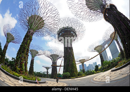 Steel and concrete tree like structures form the Supertree Grove, at the Gardens by the Bay in Singapore. Stock Photo