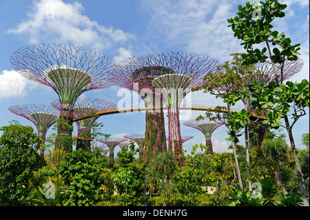 Steel and concrete tree like structures form the Supertree Grove, at the Gardens by the Bay in Singapore. Stock Photo